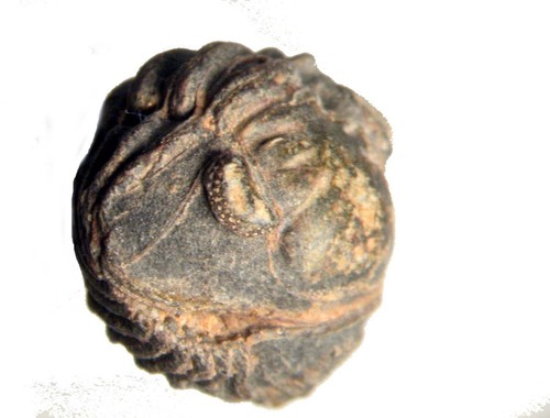 Devonian acastoides juvenile - devonian,