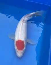 14-inch Tancho Koi, Japanese
