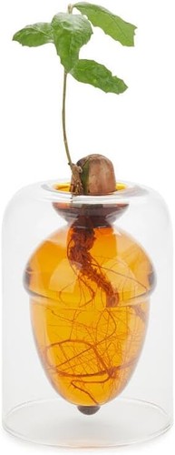 Acorn seed pot - seed,
