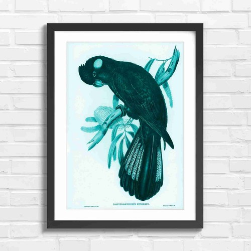Vintage black cockatoo - black,