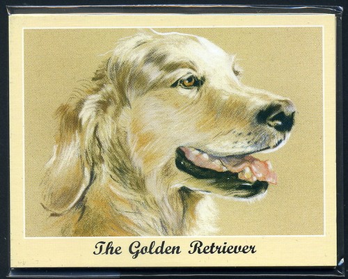 The golden retriever - -, man's