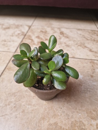 Crassula ovata jade - ovata/jade, in