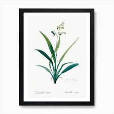 Flax Lilies, Pierre Joseph