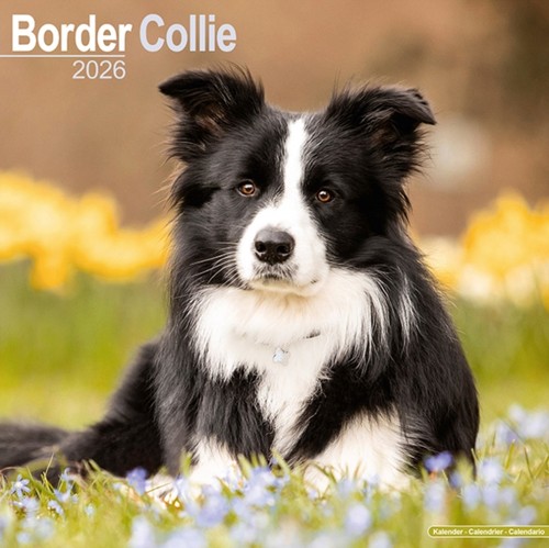 Border collie calendar - border, 2026