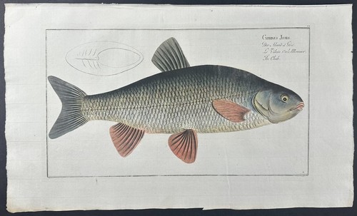 Bloch chub fish - fish, cyprinus