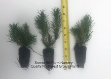 3 Dwarf Swiss Mountain Pine