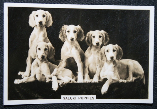 Saluki puppies vintage - ,