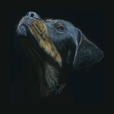 Rottweiler Dog Pet Portrait