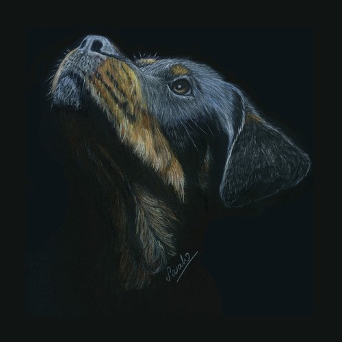 Rottweiler dog pet portrait - rottweiler,