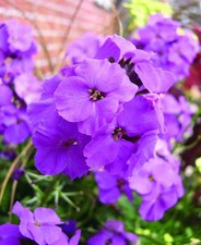 Erysimum Winter Joy - Everlasting Wallflower 5 x Young Plants