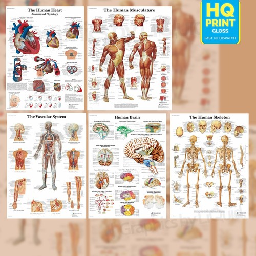 Human anatomy medical - human,