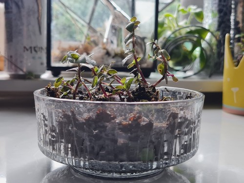 Callisia repens turtle vine - turtle,