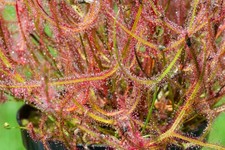 50 - 100 Drosera Mixed Seeds. Carnivorous Plants Sundew comes with Instructions.
