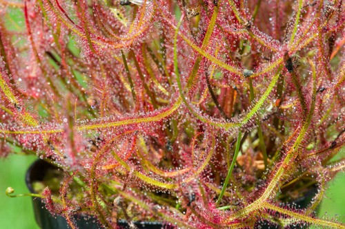 100 drosera mixed seeds - -,