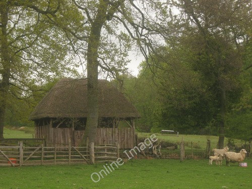 Photo 6x4 thatched sheep - thatched,