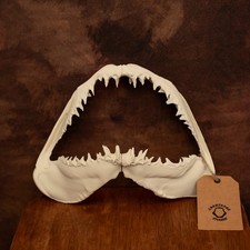 Mako Shark Jaw Replica Model