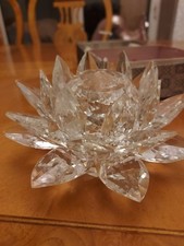 Stunning Water Lily Lotust