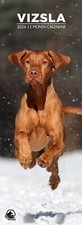 Vizsla Dog 2026 Slim Calendars