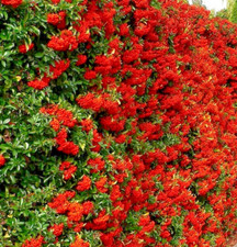 PYRACANTHA 'MOHAVE RED