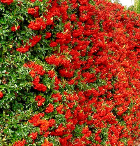 Pyracantha mohave red - pyracantha, 'mohave