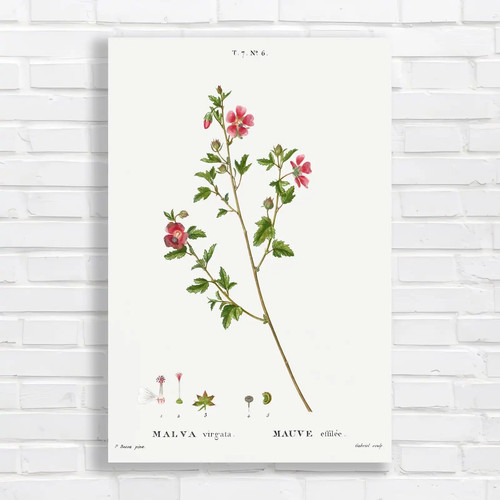 Vintage botanical illustration - botanical,