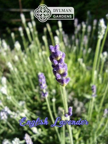 English lavender plant - english,