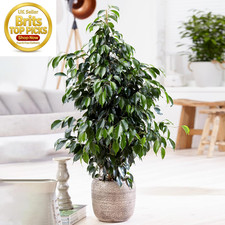 Weeping fig large indoor house - large,