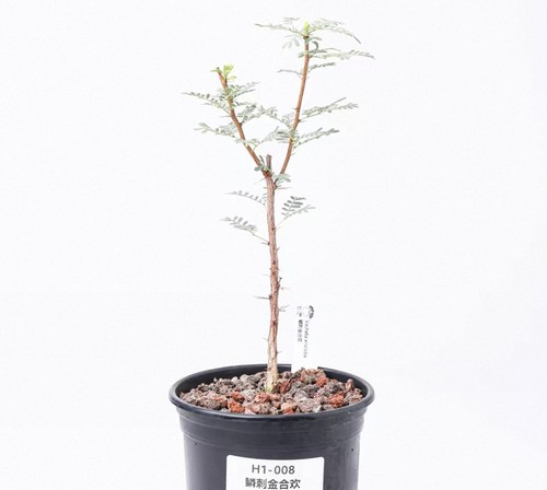 Pot 5cm raresucculent plant - pot,