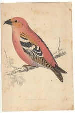 Original hand coloured bird - ,