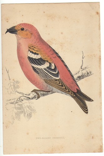 Original hand coloured bird - original,