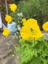 Welsh Poppy Seeds - Approx 100