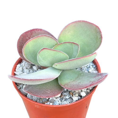 Crassula cotyledonis uk - crassula,