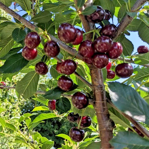 Sweet cherry tree - sweet, seeds