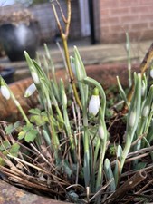 3 x Galanthus nivalis