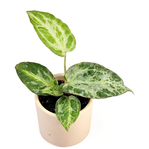 Anthurium silver blush mint - anthurium, blush'