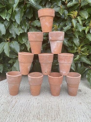 Vintage terracotta plant - terracotta,