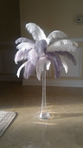 Silver gray and white ostrich - and,