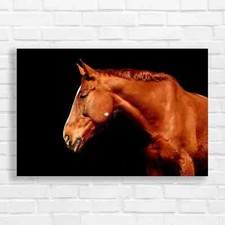 Majestic Chestnut Horse Canvas