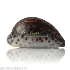 Cowrie Tiger Large 7-9cm