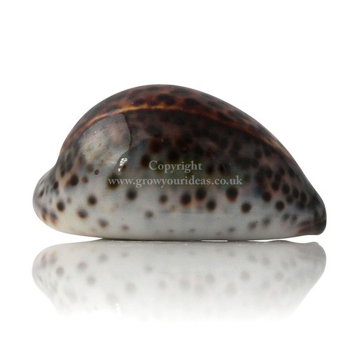 Cowrie tiger large 9cm - tiger, 7-9cm