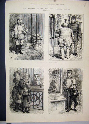 Old antique print - antique, zoological