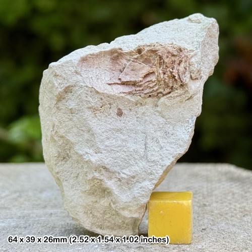 Rare british chalk shark - rare,