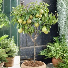 Pear 'Garden Pearl' Patio