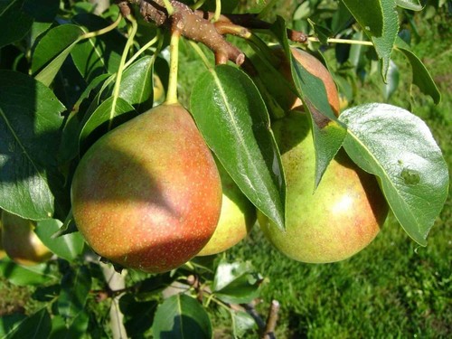 4ft dwarf pyrus - 1x,