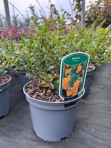Large berberis darwinii - large,