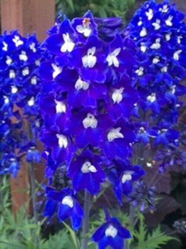 Large delphinium magic - 6, x