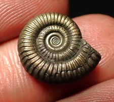 Crucilobiceras pyrite ammonite