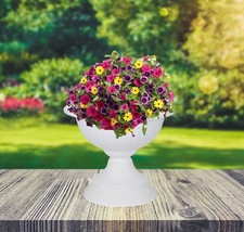White Grecian Urn Patio