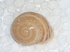 ATLASICA ATLASICA DILATA SPECTACULAR