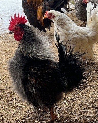 Pure serama hatching eggs - 8+,